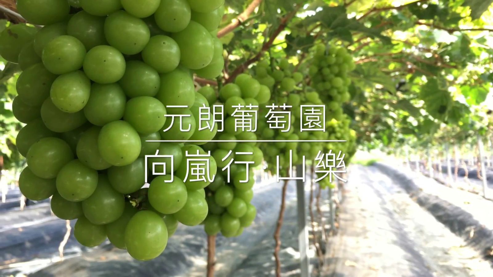 [D07] 蝶豆花園、元朗粵菜宴、中華麵食壽桃牌、生態南生圍一天團