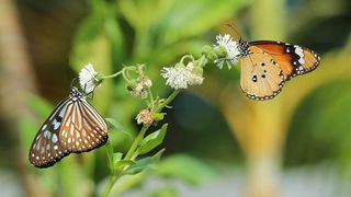 [C05] 綠色旅遊、嘉道理農場、錦田粵菜宴、生態蝴蝶園、鮮奶農場一天團