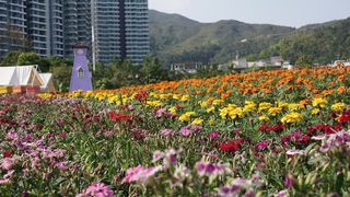 [D02] 大埔蝶豆花園、坪輋壁畫村、雲泉仙館齋宴、有機農莊自費摘時果一天團